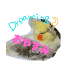 オカメインコのんちゃんスタンプ（個別スタンプ：11）