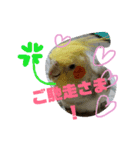 オカメインコのんちゃんスタンプ（個別スタンプ：12）