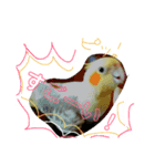 オカメインコのんちゃんスタンプ（個別スタンプ：14）
