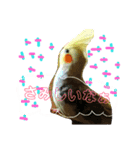 オカメインコのんちゃんスタンプ（個別スタンプ：15）