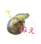 オカメインコのんちゃんスタンプ（個別スタンプ：16）