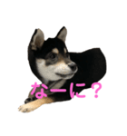 可愛い女王様ティム（個別スタンプ：2）