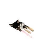 可愛い女王様ティム（個別スタンプ：3）