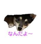 可愛い女王様ティム（個別スタンプ：4）