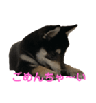 可愛い女王様ティム（個別スタンプ：8）