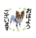 パピヨンの麦ちゃん（個別スタンプ：1）
