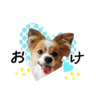 パピヨンの麦ちゃん（個別スタンプ：2）