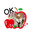 パピヨンの麦ちゃん（個別スタンプ：3）