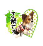 パピヨンの麦ちゃん（個別スタンプ：4）
