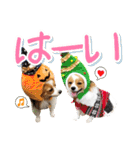 パピヨンの麦ちゃん（個別スタンプ：5）