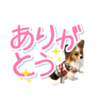 パピヨンの麦ちゃん（個別スタンプ：8）