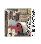 パピヨンの麦ちゃん（個別スタンプ：10）