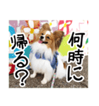 パピヨンの麦ちゃん（個別スタンプ：11）