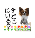 パピヨンの麦ちゃん（個別スタンプ：12）