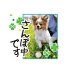 パピヨンの麦ちゃん（個別スタンプ：14）