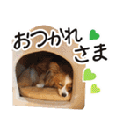 パピヨンの麦ちゃん（個別スタンプ：15）