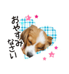 パピヨンの麦ちゃん（個別スタンプ：16）