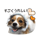 パピヨンの麦ちゃん（個別スタンプ：17）