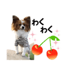 パピヨンの麦ちゃん（個別スタンプ：18）