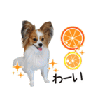 パピヨンの麦ちゃん（個別スタンプ：19）