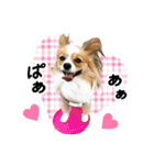 パピヨンの麦ちゃん（個別スタンプ：21）