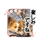 パピヨンの麦ちゃん（個別スタンプ：22）