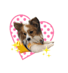 パピヨンの麦ちゃん（個別スタンプ：23）