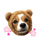 パピヨンの麦ちゃん（個別スタンプ：26）