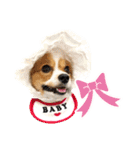 パピヨンの麦ちゃん（個別スタンプ：29）