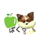 パピヨンの麦ちゃん（個別スタンプ：30）