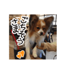 パピヨンの麦ちゃん（個別スタンプ：31）
