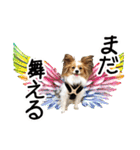 パピヨンの麦ちゃん（個別スタンプ：32）
