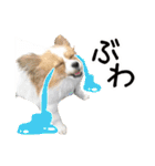 パピヨンの麦ちゃん（個別スタンプ：34）