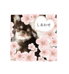 チワワちゃん4（個別スタンプ：8）