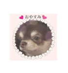 チワワちゃん4（個別スタンプ：14）