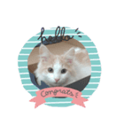 もふもふ猫「リチャード」（個別スタンプ：1）