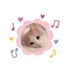 もふもふ猫「リチャード」（個別スタンプ：7）