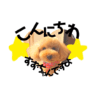 愛犬達のスタンプワールドPart4（個別スタンプ：14）