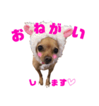 チワピンうめのスタンプ（個別スタンプ：1）