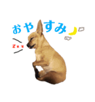 チワピンうめのスタンプ（個別スタンプ：2）