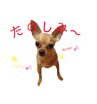 チワピンうめのスタンプ（個別スタンプ：4）