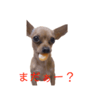 チワピンうめのスタンプ（個別スタンプ：6）