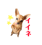 チワピンうめのスタンプ（個別スタンプ：8）