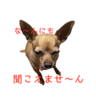 チワピンうめのスタンプ（個別スタンプ：17）