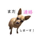 チワピンうめのスタンプ（個別スタンプ：31）