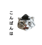 猫 まる（個別スタンプ：3）