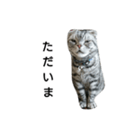 猫 まる（個別スタンプ：6）