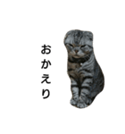 猫 まる（個別スタンプ：7）