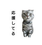 猫 まる（個別スタンプ：10）