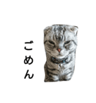 猫 まる（個別スタンプ：11）
